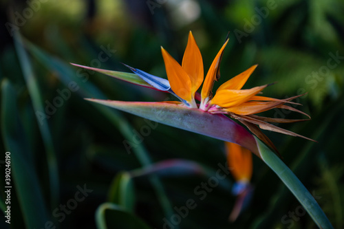 Exotic tropical flower Strelizia Reginae also named Bird of Paradise. Native to South Africa.Floral background.