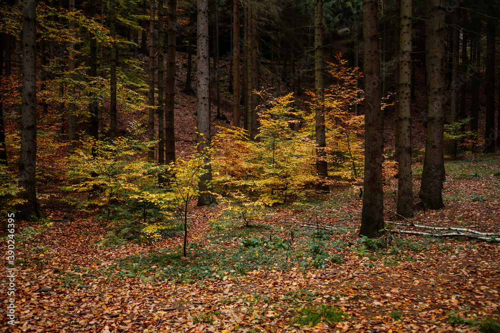 Obraz premium Autumn landscape, ground covered with yellow foliage in fall forest near Pravcicka gate (Prebischtor), Bohemian Switzerland national park, Hrensko, Czech Republic