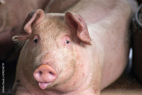 A fat piglet lying in the farm