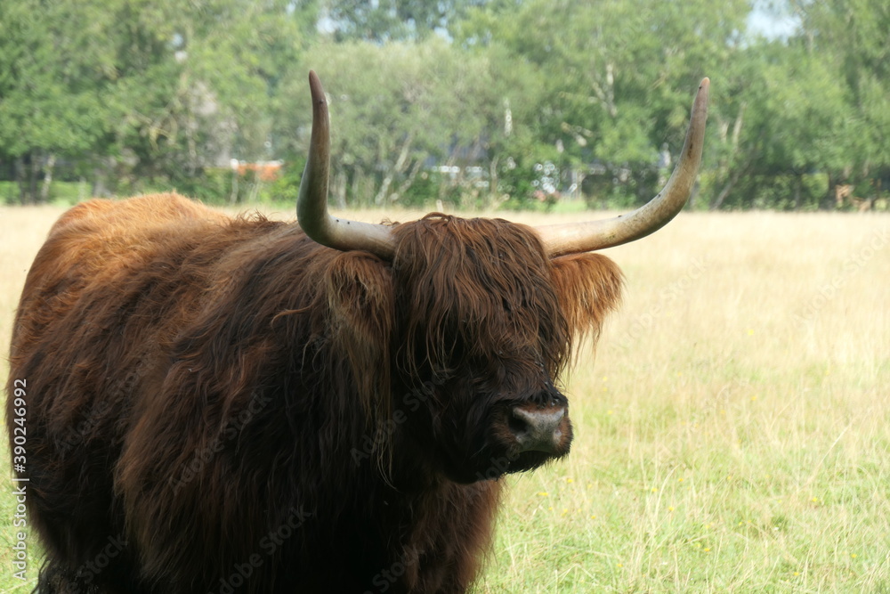 The head of a Scottish highlander cow.