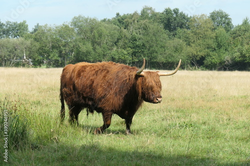 A Scottish highlander cow walks in the meadow.