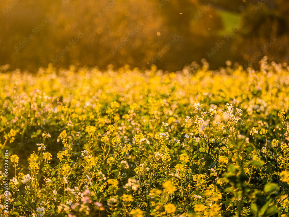 Obraz premium Rapsfeld in der Abendsonne