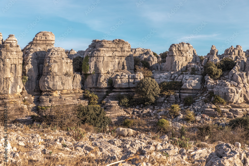 Fototapeta premium Ovejas en el Torcal de Antequera, Málaga.