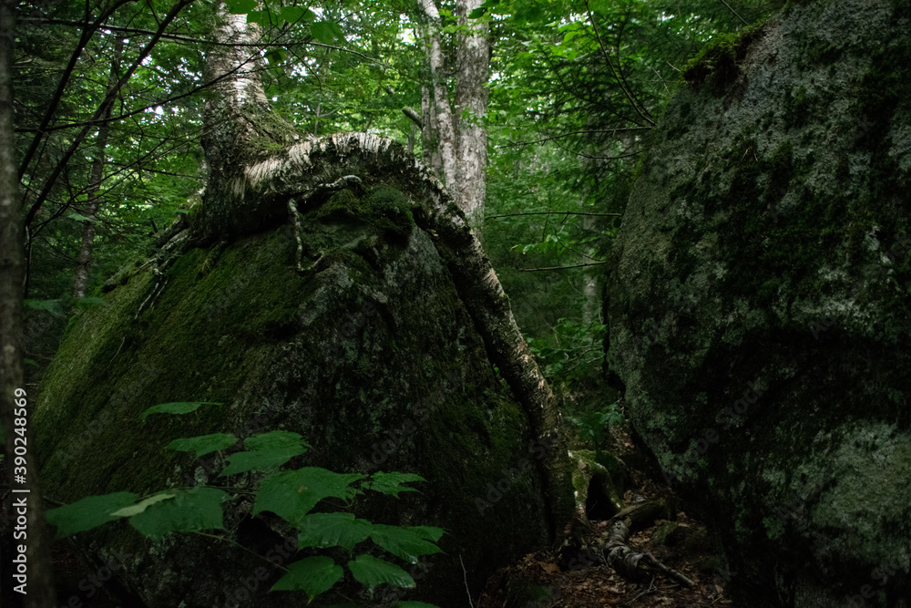 Obraz premium overgrowth
