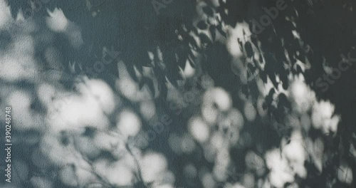 Lacy shadows from palm trees on the blue wall. Abstract background with a nice texture.