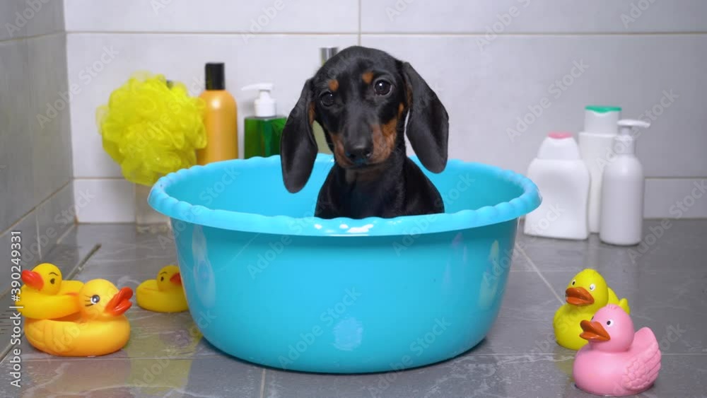 Cute dirty dachshund puppy is put in plastic basin to bathe, and baby