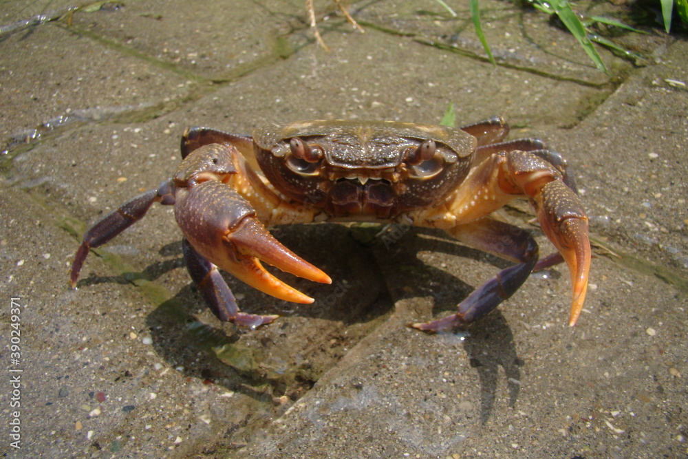 Crab
Claw crab - Close up, closeup
crab is roaming the street.
Something strange Crab in the city
animal, animals, wildlife, wild nature, see, river, beach Crab
Claw crab - Close up, closeup
crab is roaming the street.
Something strange Crab in the city
animal, animals, wildlife, wild nature, see, river, beach