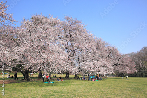 桜 photo