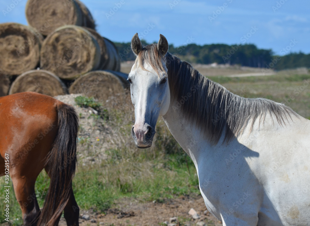 Fototapeta premium Horses and hay bale (chevaux et ballots de foin). France