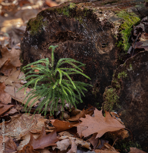 Wallpaper Mural Ground Pine- Tree Clubmoss, (Lycopodium dendroideum) Princess Pine surrounded by fallen brown oak leaves Torontodigital.ca