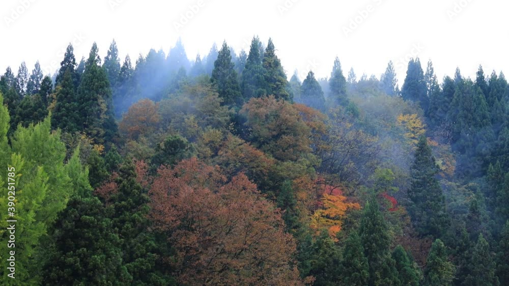 秋の紅葉 朝もや 森林 秋の紅葉 朝もや 森林