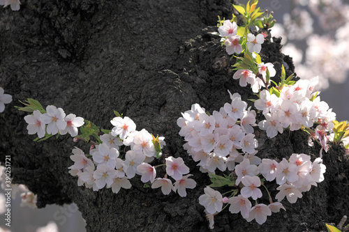 桜花 photo