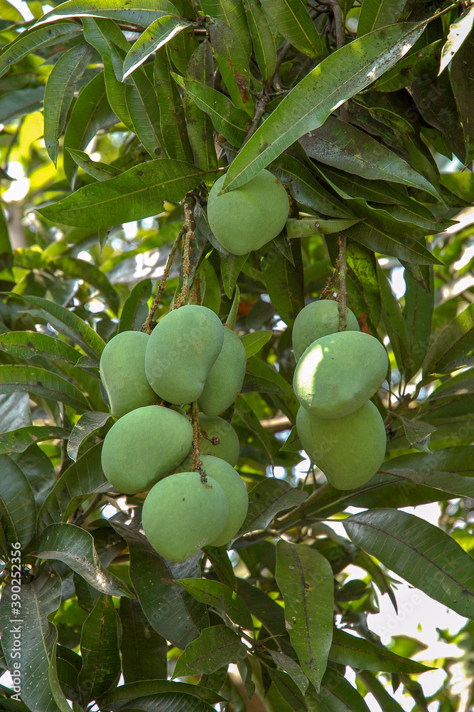 Mango fruit on tree in the Philippines