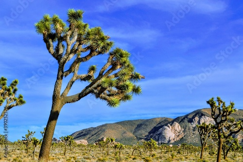 Joshua Tree