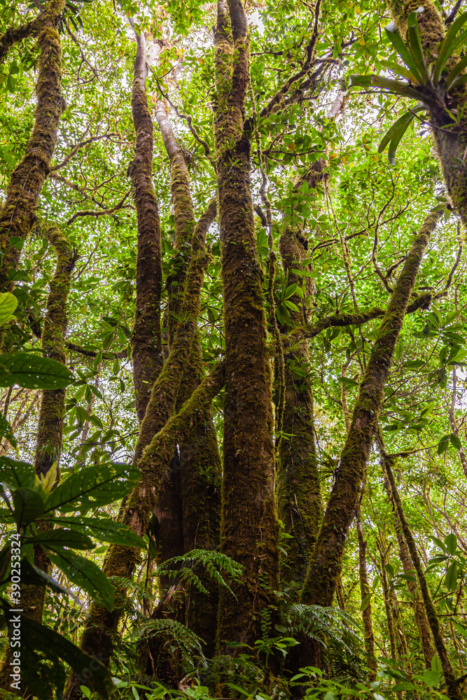 Fototapeta premium A walk through the clouds over a bridge above the canopy of the up to 60 meter tall trees of the rainforest of Costa Rica