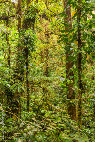 A walk through the clouds over a bridge above the canopy of the up to 60 meter tall trees of the rainforest of Costa Rica