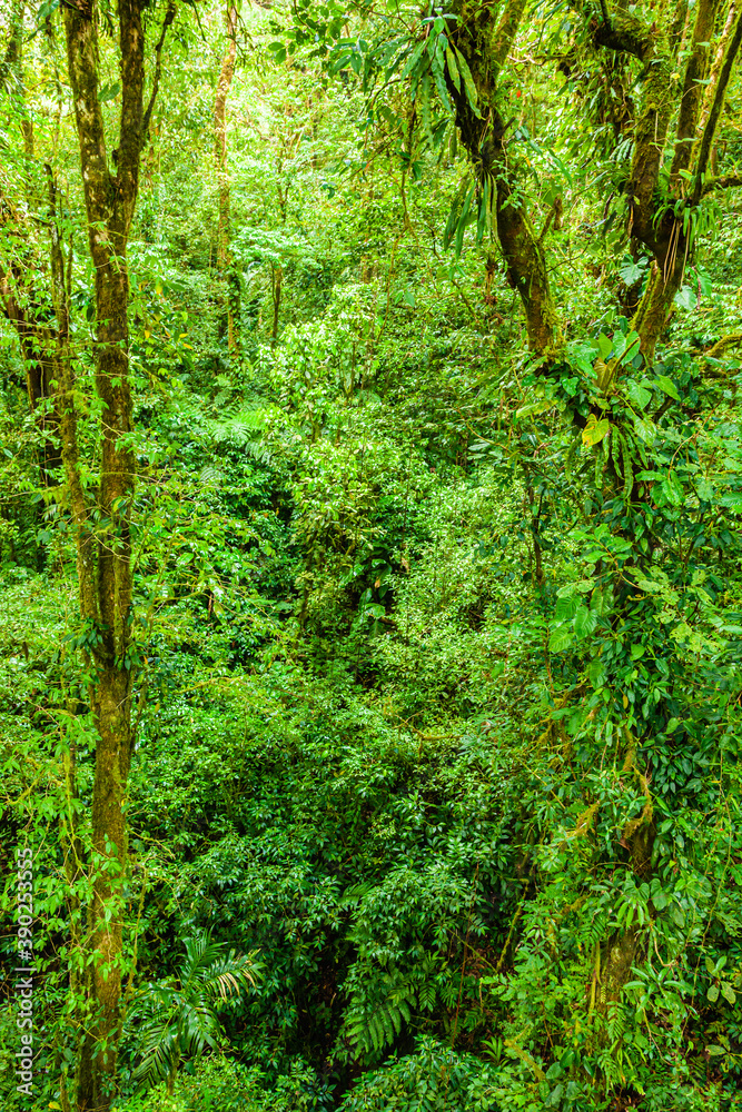 A walk through the clouds over a bridge above the canopy of the up to 60 meter tall trees of the rainforest of Costa Rica