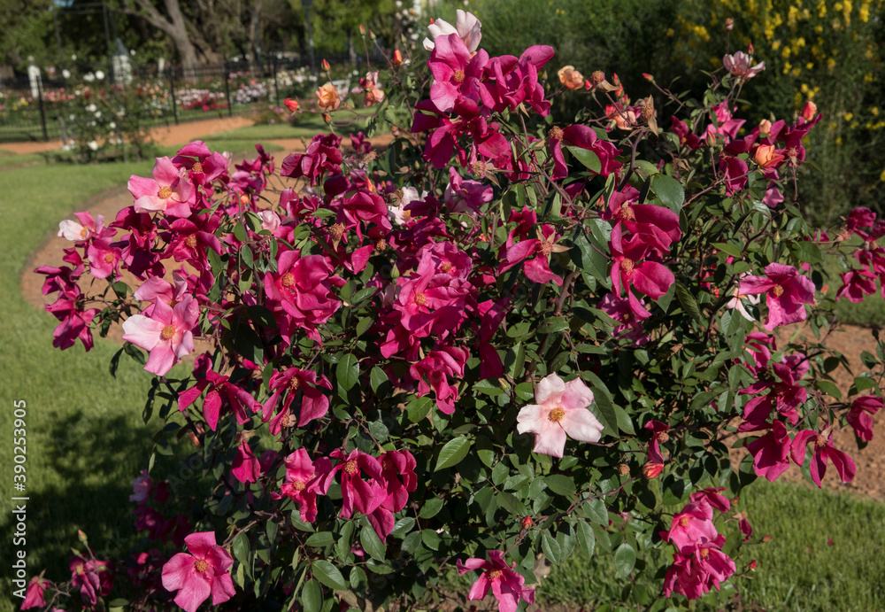 Flowering shrubs. Exotic roses. View of Rosa Mutabilis, also known as China Rose, flowers of light pink and fuchsia petals, spring blooming in the park. 
