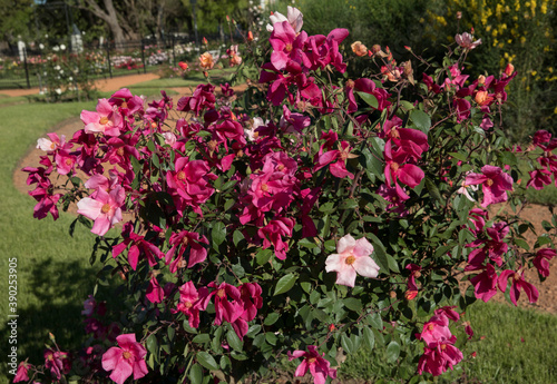 Flowering shrubs. Exotic roses. View of Rosa Mutabilis, also known as China Rose, flowers of light pink and fuchsia petals, spring blooming in the park. 