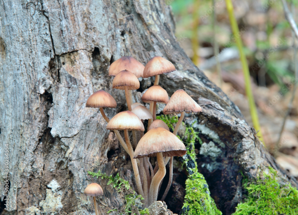 Edible mushrooms (Coprinellus micaceus) Edible mushrooms (Coprinellus micaceus)