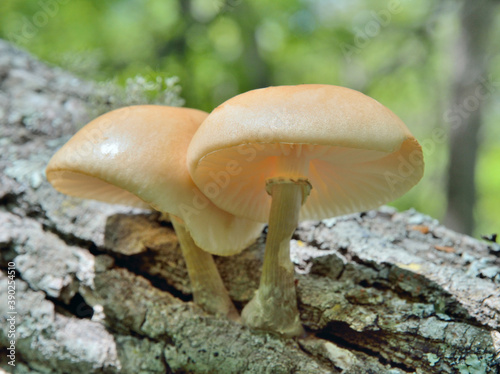 Edible mushrooms (Oudemansiella mucida) on tree