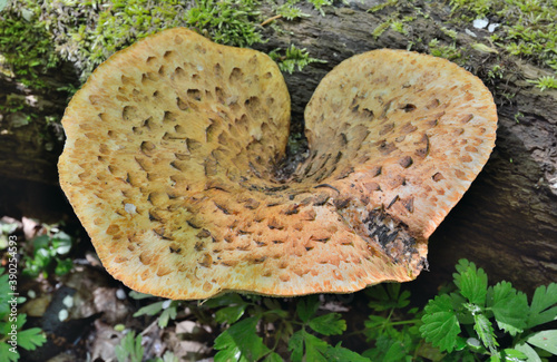 Edible mushroom (Polyporus squamosus) photo