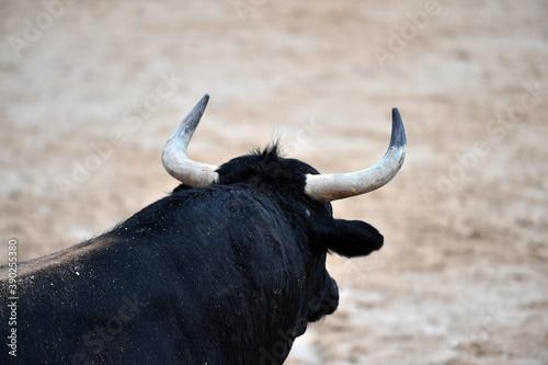 spanish bull on the traditional spectacle of bullfight on the bullring