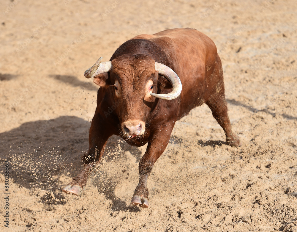 aggressive bull running on the bullring in the traditional spectacle of bullfight aggressive bull running on the bullring in the traditional spectacle of bullfight