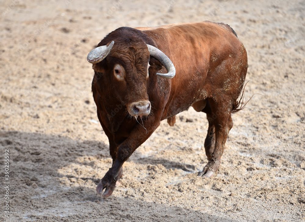 aggressive bull running on the bullring in the traditional spectacle of bullfight aggressive bull running on the bullring in the traditional spectacle of bullfight