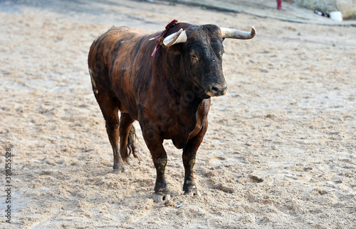 aggressive bull running on the bullring in the traditional spectacle of bullfight