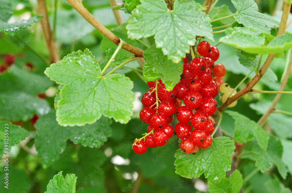 Branch with the red currant berries on the background green leaves. Close-up, selective focus. Branch with the red currant berries on the background green leaves. Close-up, selective focus.