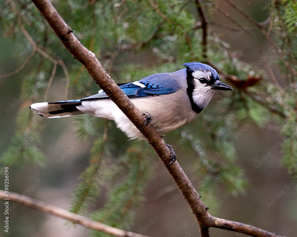 Obraz premium Blue Jay Photo Stock. Blue Jay perched on a branch with a blur background in the forest environment and habitat. Image. Picture. Portrait.
