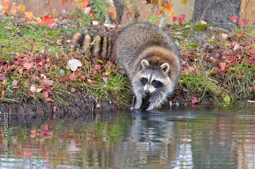 Raccoon Washing its Food in the Water