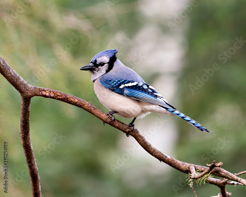 Blue Jay Photo Stock. Blue Jay perched on a branch with a blur background in the forest environment and habitat. Image. Picture. Portrait.
