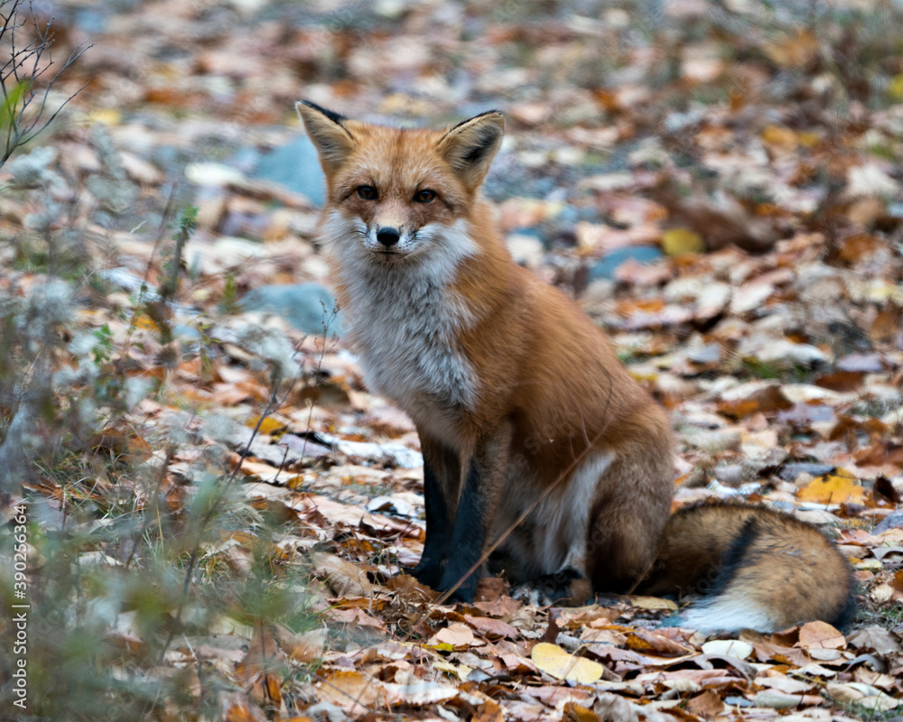 Fox stock photos. Red fox close-up profile view displaying fox fur, fox tail with a blur background in its environment and habitat. Fox Image. Fox Picture.