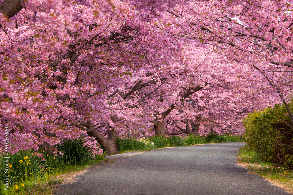 みなみの桜 みなみの桜