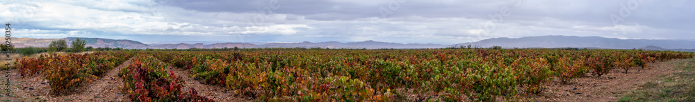 Panoramic view of vineyards in autumn, variety of colors ocher, red, orange, brown, green giving life to the beautiful landscapes of La Rioja Spain Panoramic view of vineyards in autumn, variety of colors ocher, red, orange, brown, green giving life to the beautiful landscapes of La Rioja Spain