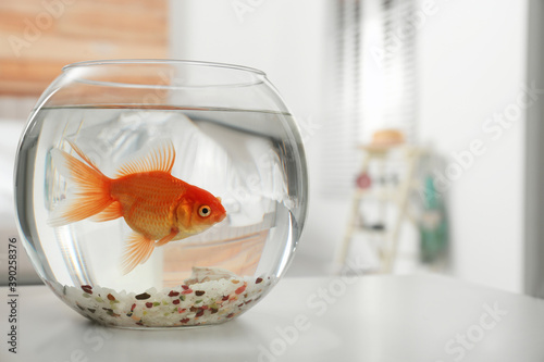 Photos Beautiful bright small goldfish in round glass aquarium on table indoors