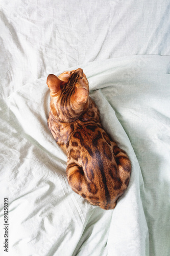 Fototapeta Naklejka Na Ścianę i Meble -  Amazing bengal cat resting on bed. Top view of unique spotted domestic cat. Focus on cat. Top view shows all the beauty of this breed's color.