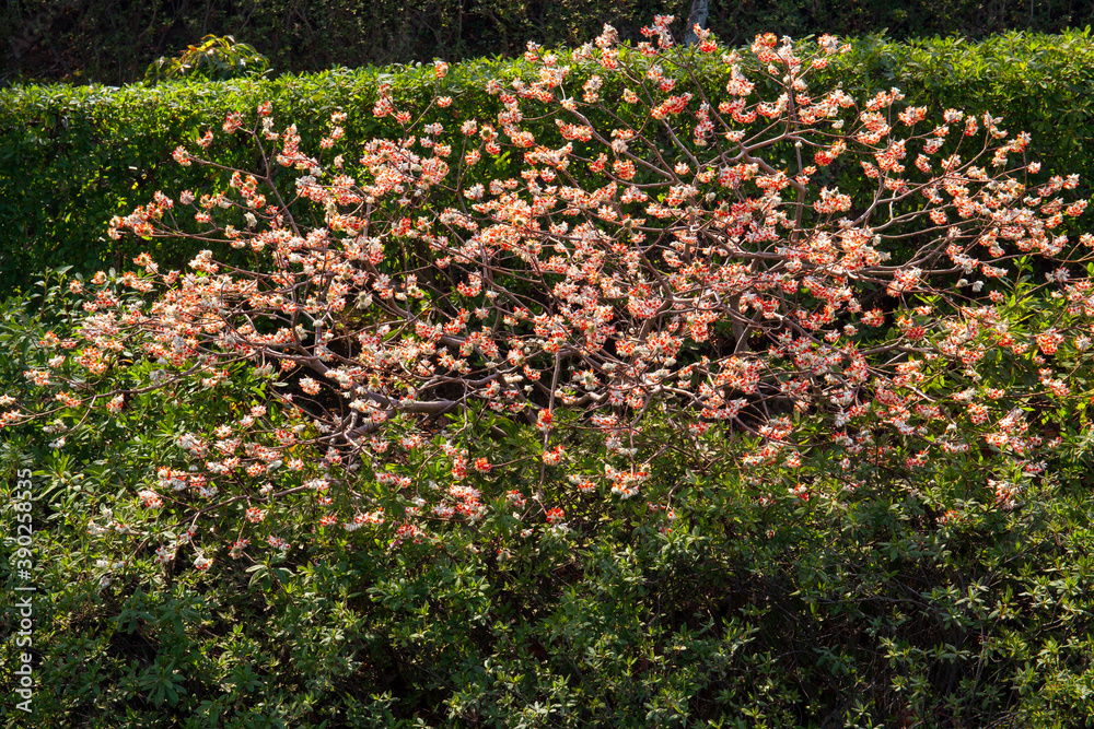 Obraz premium アカバナミツマタ