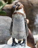 Penguin shows his shinny dress to camera