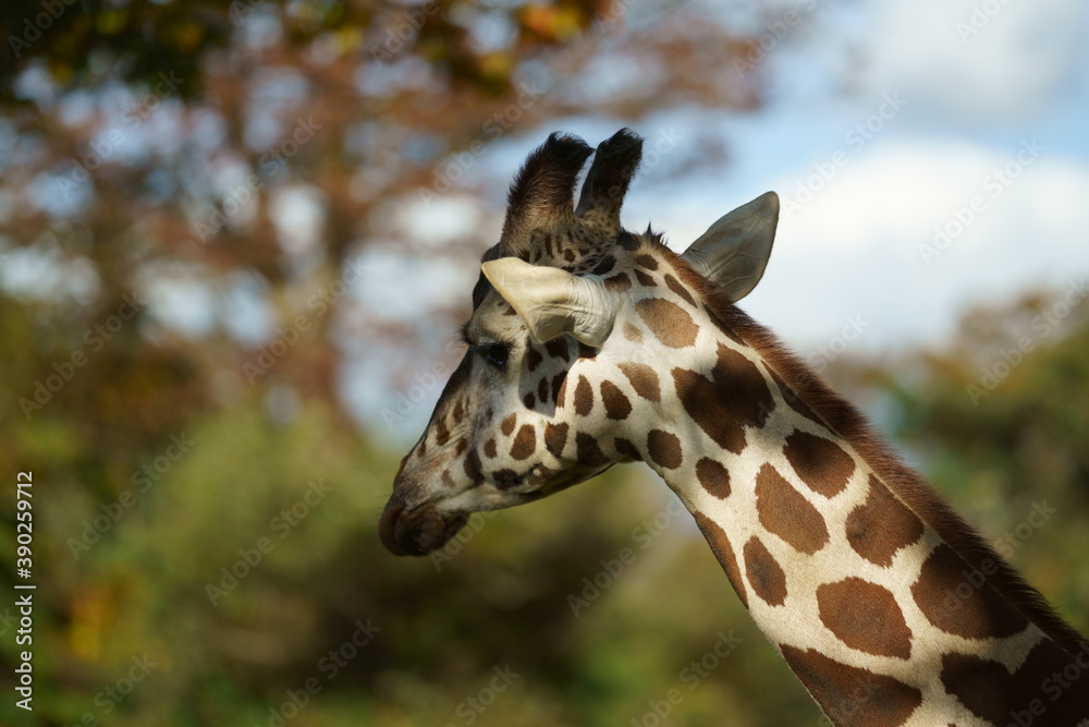 Obraz premium キリンの顔