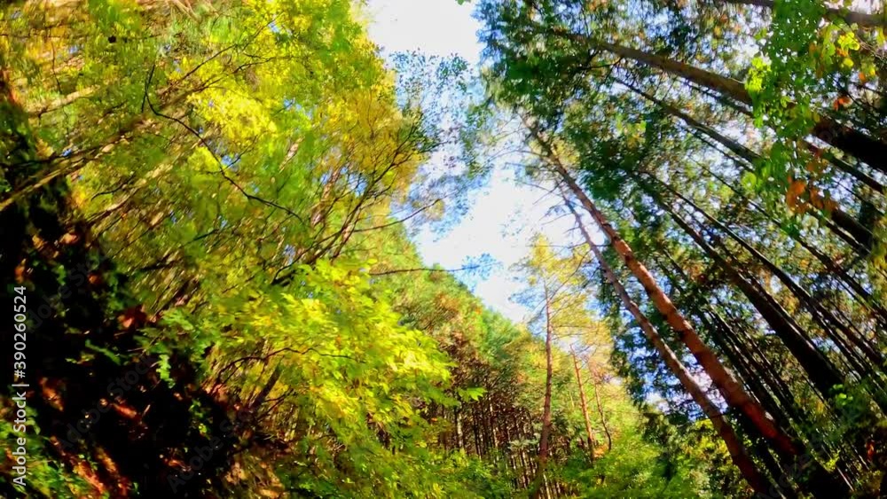 紅葉　走行撮影(香川県高松市)