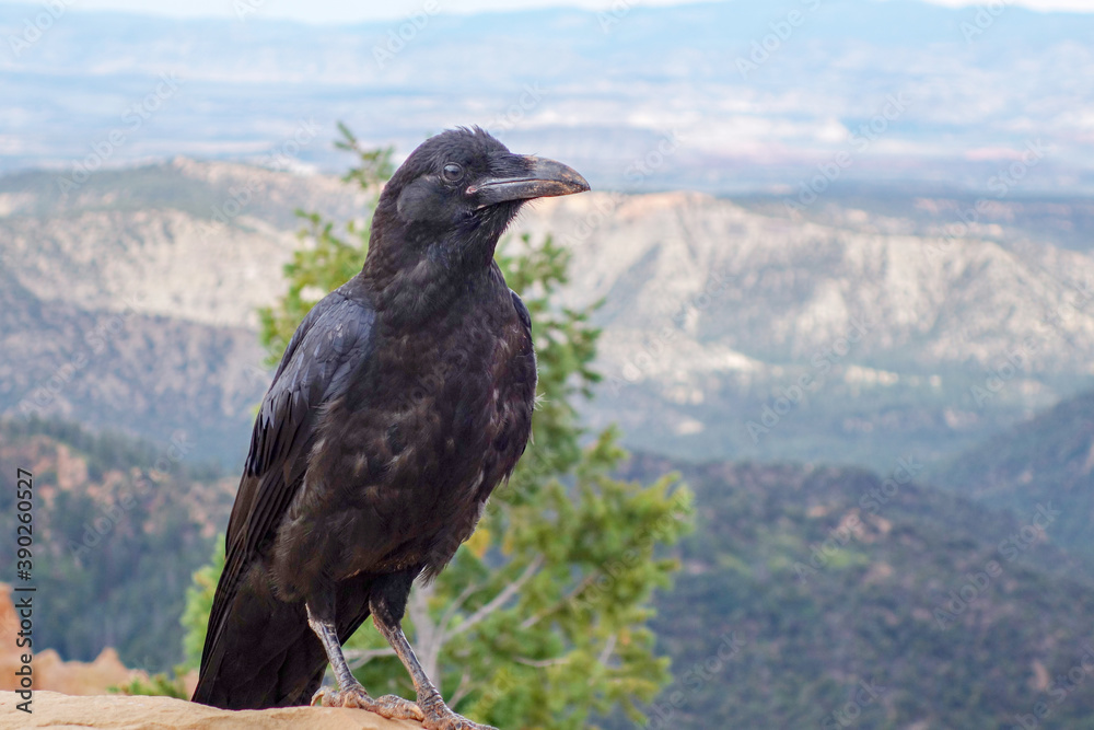 Fototapeta premium A single crow stands perched on a stone wall in front of a tree at the edge of Black Birch Canyon in Bryce Canyon National Park, gazing at the tourists as they admire the view.