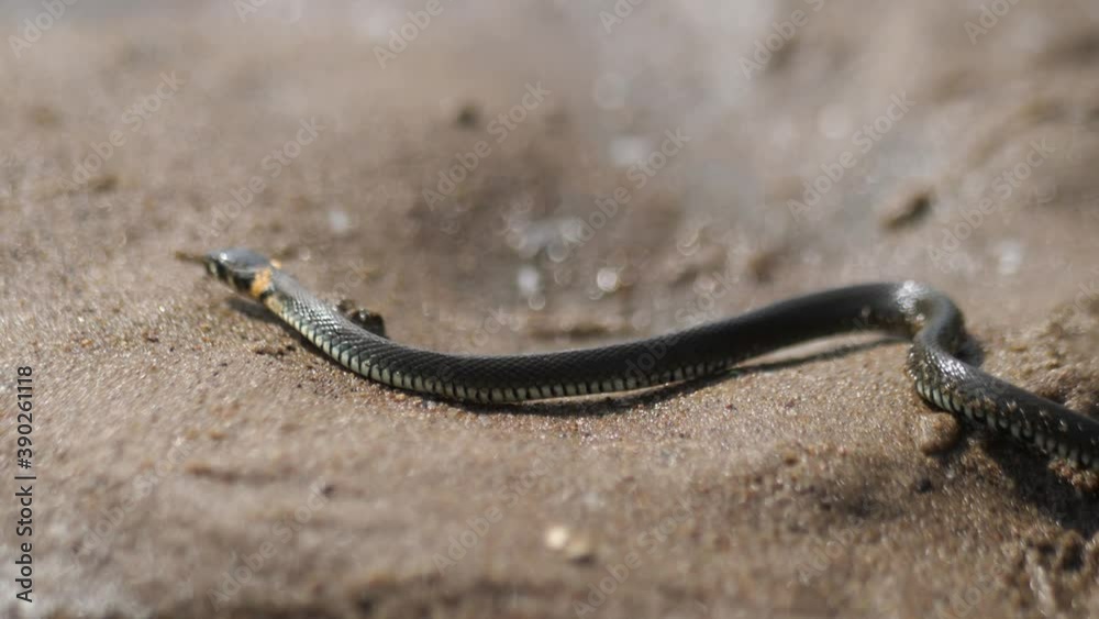 grey snake crawls on wet sand, shows tongue grey snake crawls on wet sand, shows tongue