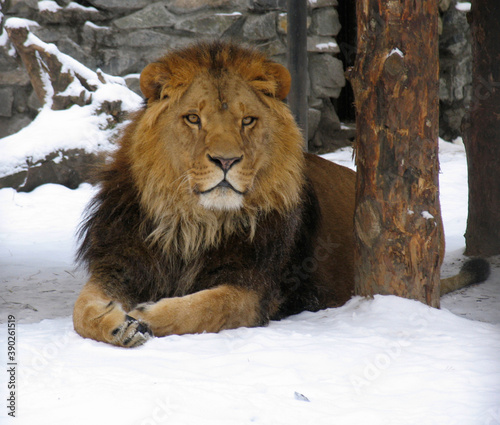African lion on snow in winter