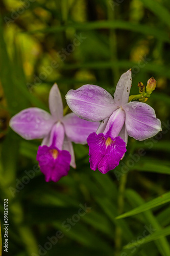 Flowers and plants from Costa Rica