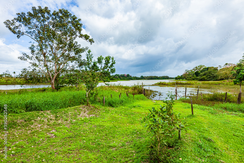 flowers from Costa Rica
