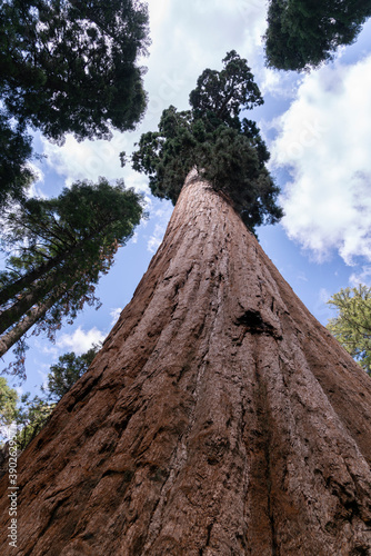 Valokuva low angle shot of a giant sequoia trunk at calaveras big trees state park in cal