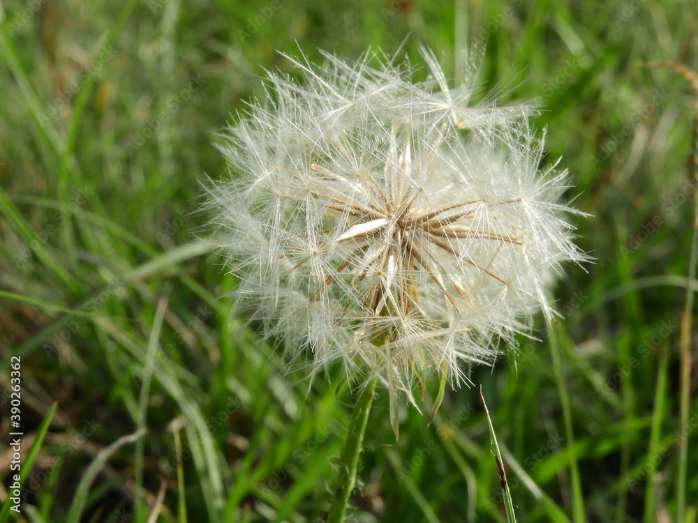 Fototapeta premium dandelion on green background